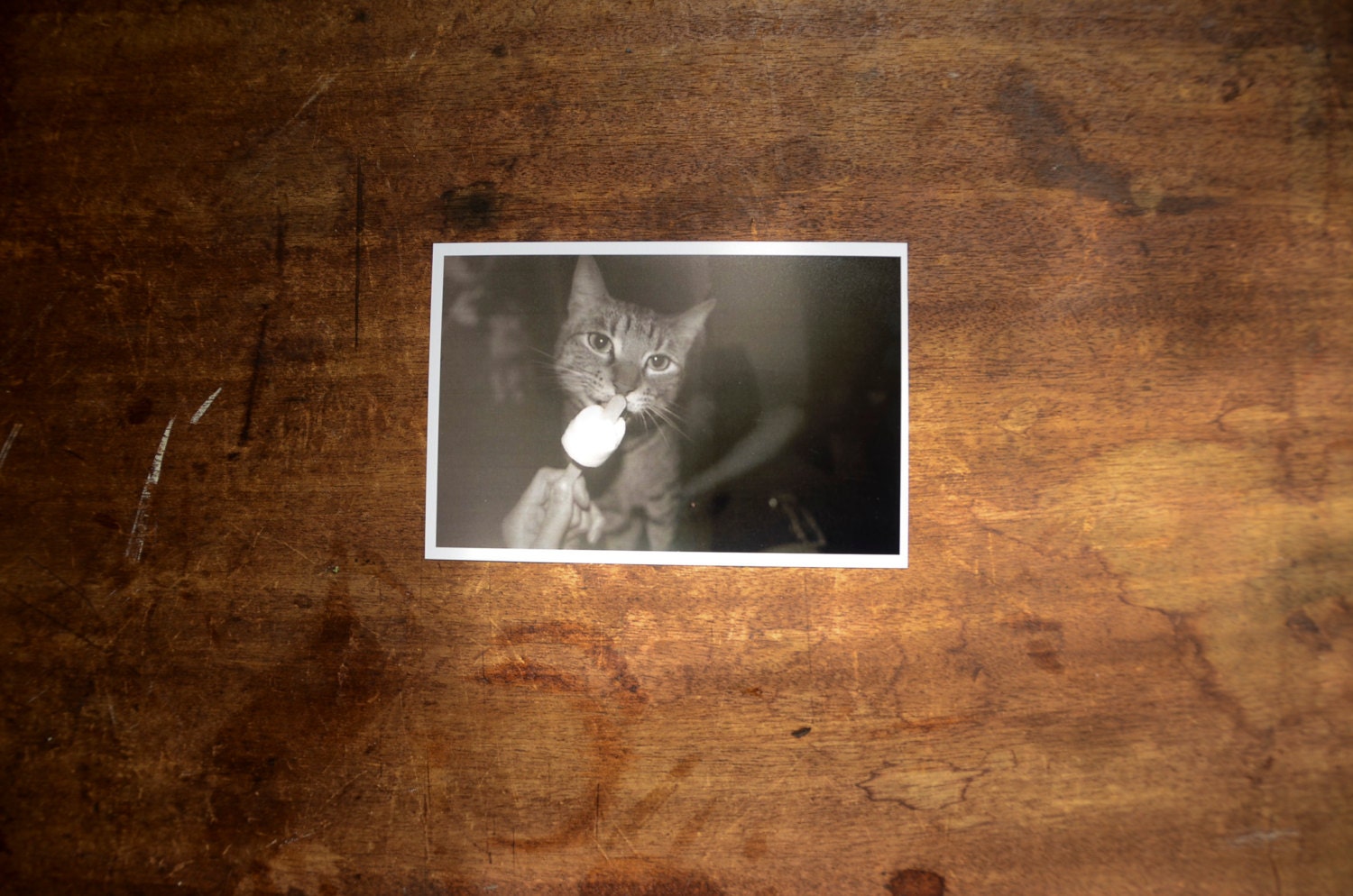 Kitty Lick / 4x6 Photo / Wall Art