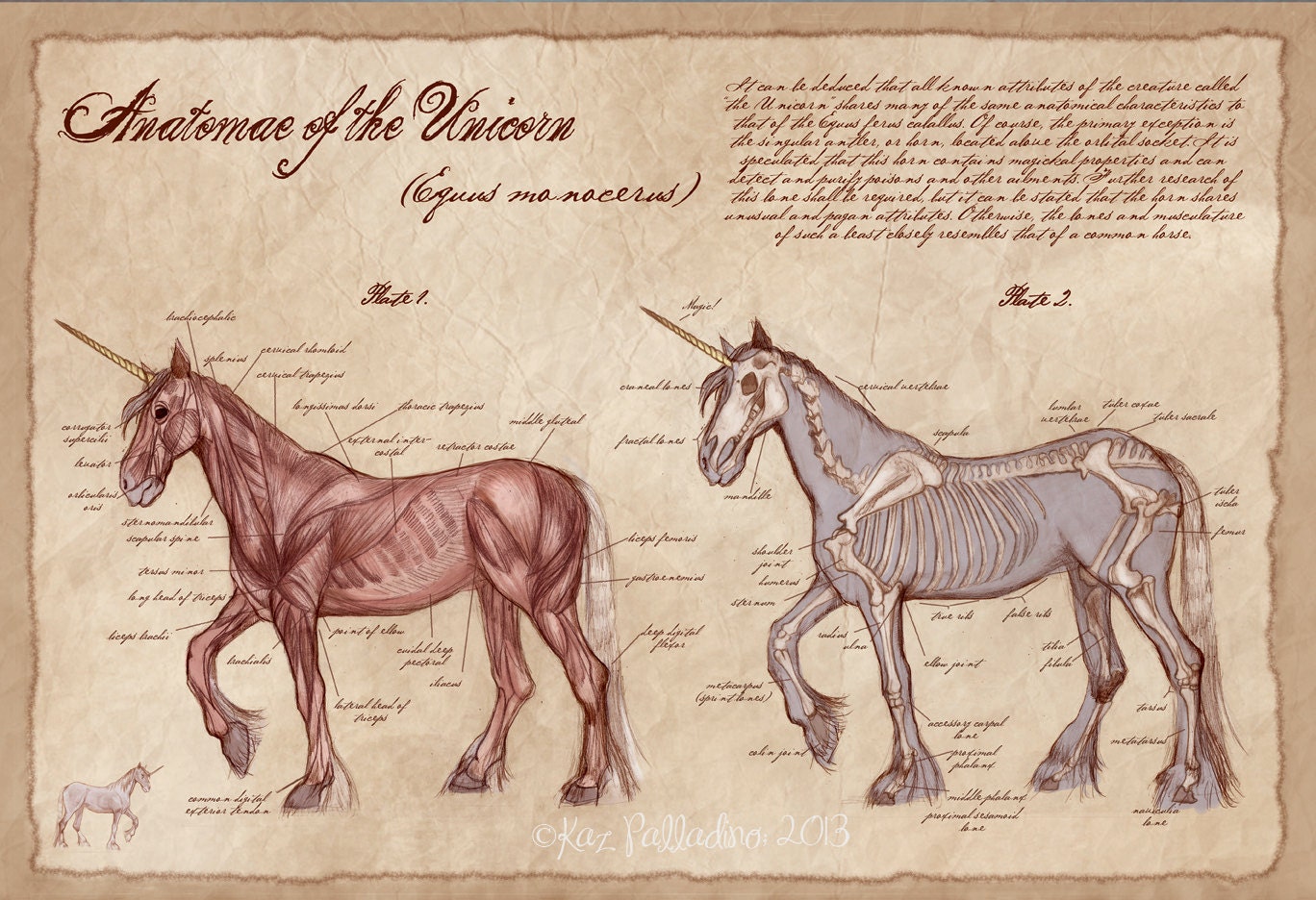 Anatomy of the Unicorn- 13x19in Art Print- Unicorn Poster