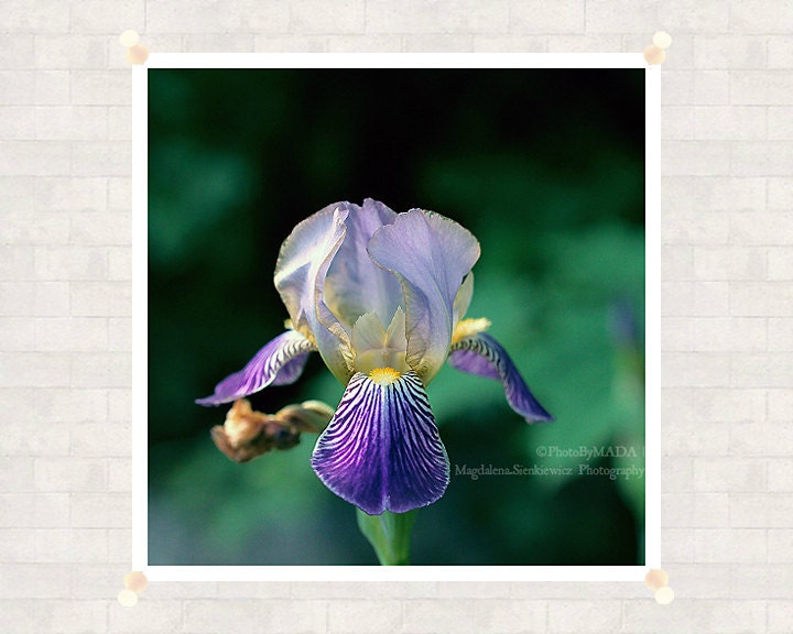 Iris Flower  8x8 inch (20x20 cm) Nature Photography Flower Fine Art Print - Home decor - Gift Idea - PhotoByMADA