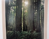 Redwood Forest Poster - Vintage Calendar Page - California National Park