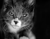 Grey and White Cat Staring into Camera Moody Black and White 5 x 7 Photographic Print