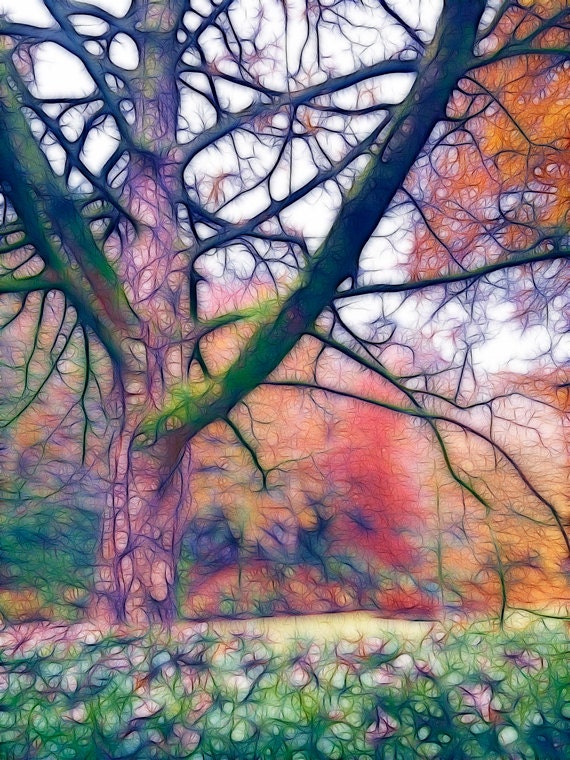 Autumn Colour - 5"x7" - winter fall collection  nature tree landscape photography - fractal wall art, surreal digital painting - any size