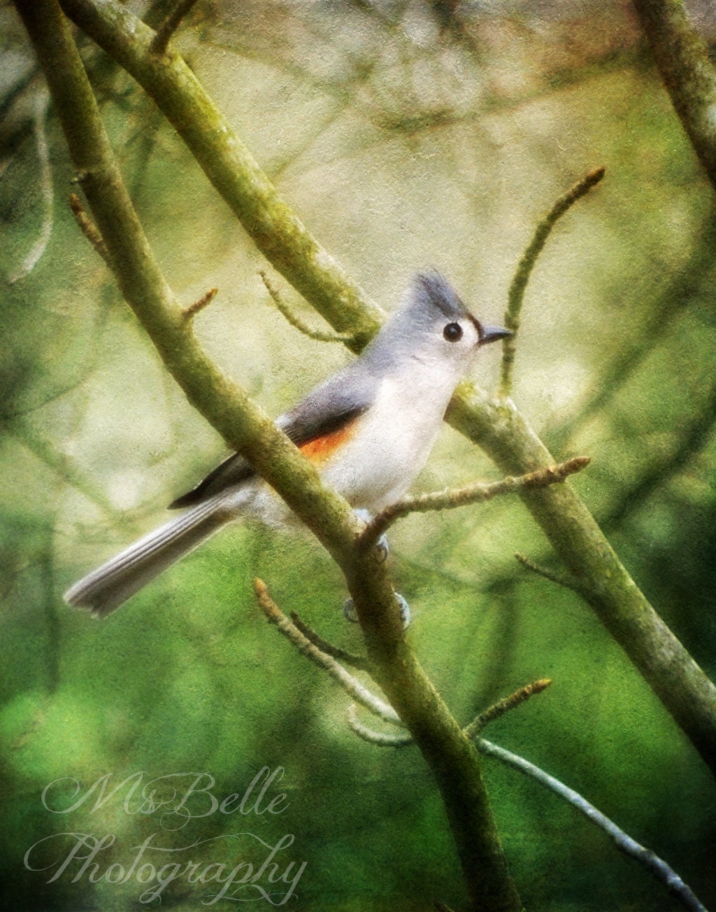 Nature Bird Photography - Tufted Titmouse - fine art print - 11 x 14 -  gray white bird green woodland woodsy rustic home decor
