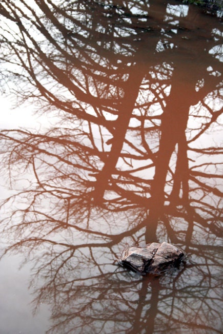 Trees, 12" x 8" photograph, Fine Art Print, Photography, Reflection, Water, Nature, Forest, Brown, 010