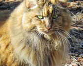 Cats - Animal photography - Nature photography - Fine art - Home decor - Feline - White - 8x10