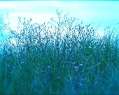 Landscape Photography, Nature Photography, Country, Field, Flowers, Blue, Aqua, Art Print, Wall Decor, Farmhouse, Rustic