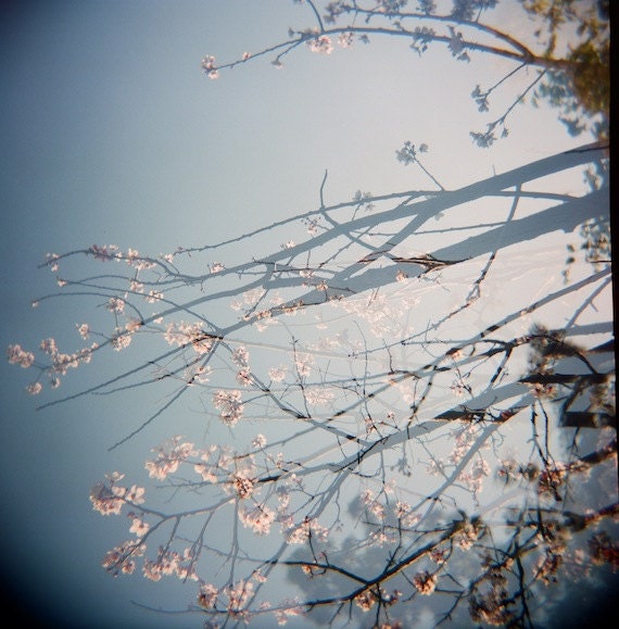 Pink Blossoms Abstract, 5x5 flower print (color photograph from film, nature print, vintage style, home decor)