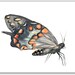 Black swallowtail butterfly 8x10 print. Watercolor design. Insect watercolor painting.