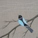 in the air 5 // original bird painting on linen canvas // contemporary art by natasha newton