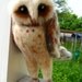 Realistic Barn Owl