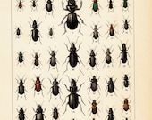 1869 Antique  BEETLE engraving, different species of BEETLES. Insects. Entomology. 120 years old nice print.
