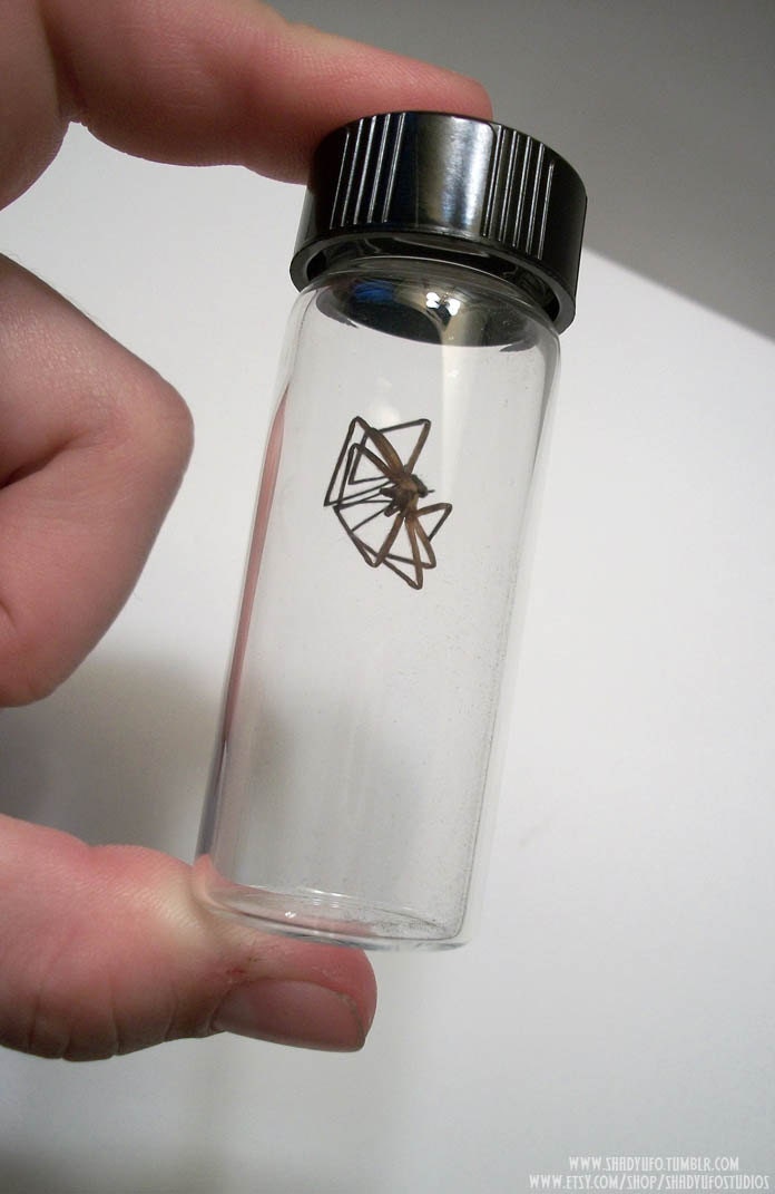 Real Brown Recluse Spider