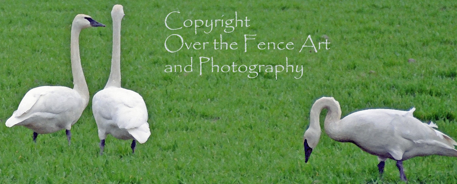 Bird Photography White Geese on Green Field Nature Photography
