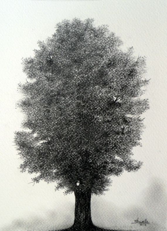 Nutmeg Hickory Tree Pencil Drawing
