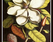 Magnolia Plate 42 Botanical Art Print 8 x 10 Digital Collage Home Decor Home and Garden Wall Art
