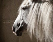 HORSE PHOTOGRAPHY - HERO, Andalusian Horse, Edition Print, Wall Decor