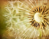 Dandelion Seed Nature Photography, Dreamy Modern Nursery, Natural Cream Green Brown Wall Decor, Wishes Remain, 8x12 Art Photo, Macro Flower - findingfocus