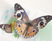 3D Pop up Buckeye Butterfly Card Any occasion Select card size