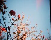 Bright Pink Blossoms, 5x5 floral print (color photograph from film, nature print, vintage style, home decor)