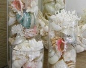 Beach Decor - Seashells, Coral and Starfish in Glass Cylinders