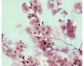 Flower Photograph - Nature Photography - Pink - Parasol  -  Spring - Cherry Blossom - Bloom - Fine Art Photography