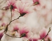 Fine Art Photography Pink Spring Magnolias 8x8 Print Modern Wall Decor Home Decor