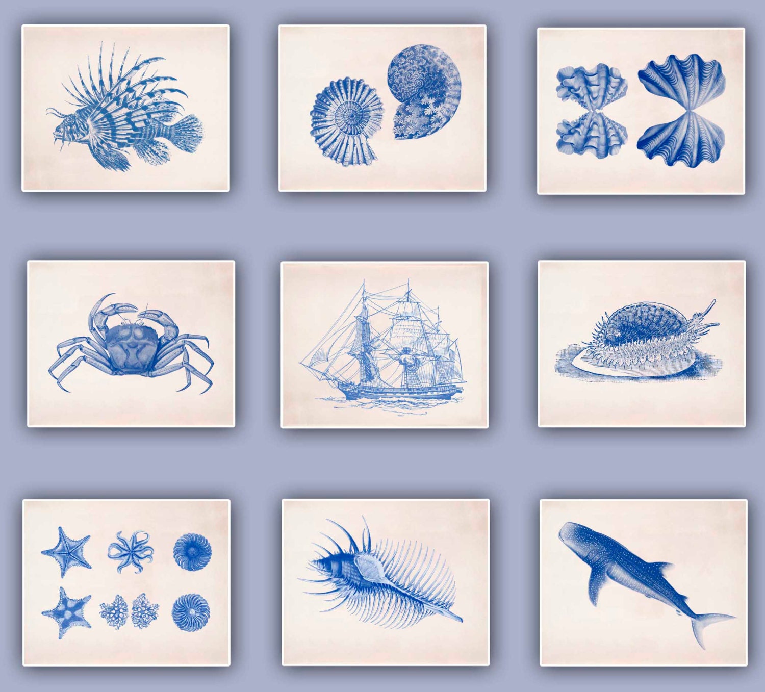 Nautical Prints Set of 9 Prints, Seashells,  Venus comb, Crab, Ammonite, Frigate, Sea Stars, Whale-shark, crab, abalone
