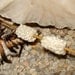 2 White Barnacle or Coral like tube beads  - handmade porcelain ceramic by Earth N Elements Pottery