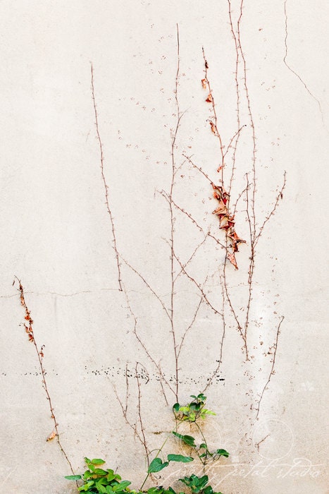 Abstract Fine Art Photograph, Orange Ivy, White Wall, Green Leaves, Black Flecks, Autumn, Nature Art, Minimalism, Wabi Sabi, 4x6 Print