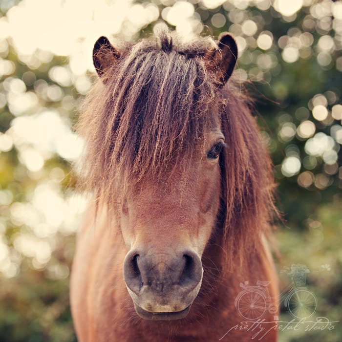 Horse Photograph, Brown Mini Horse, Horse Lover, Equestrian, Nature, Farm, Animal, Cute, Home Decor, Square 8x8 Photo