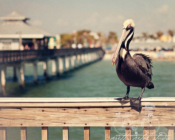Fine Art Photograph, Pelican, Florida Beach, Pier, Ocean, Vacation, Bird Lover, Wall Art, Home Decor, Blue, Teal, Beige, 8x10 Print