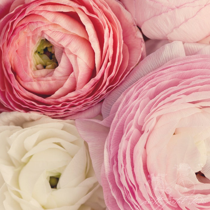 Floral Fine Art Photograph, Pink, Red, Cream, Ranunculus Flowers, Blooms, Shabby Chic Art, Springtime, Romantic, Home Decor, 8x8 Print
