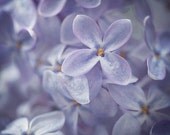 Purple Lilac, Flower Photography, Nature, Botanical Print, Floral, Garden, Spring Romantic Wall Art - Persephone's Dream