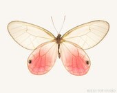 Pink Butterfly Photo, 8x10 Fine Art Photograph, Natural History Print, Nature Wall Art, Natural Home Decor, Glasswing Butterfly Photograph