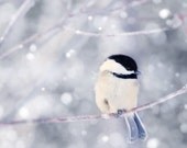 Winter Photography Bird Print, Winter Art, Animal Photography, Nature, Chickadee Art Print, Woodland Animal, Holiday Wall Decor, Wall Art