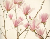 Magnolia, Pastel Pink Flower Photography, Spring Flower Art Print, Flower Wall Art, Nature Photography, Fine Art Photograph, Floral Art