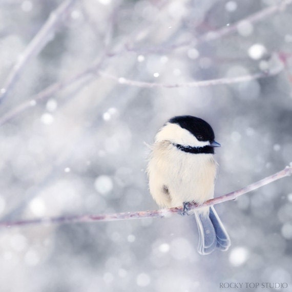 Winter Photography Bird Print, Winter Art, Animal Photography, Nature, Chickadee Art Print, Woodland Animal, Holiday Wall Decor, Wall Art