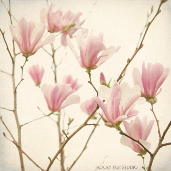 Magnolia, Pastel Pink Flower Photography, Spring Flower Art Print, Flower Wall Art, Nature Photography, Fine Art Photograph, Floral Art