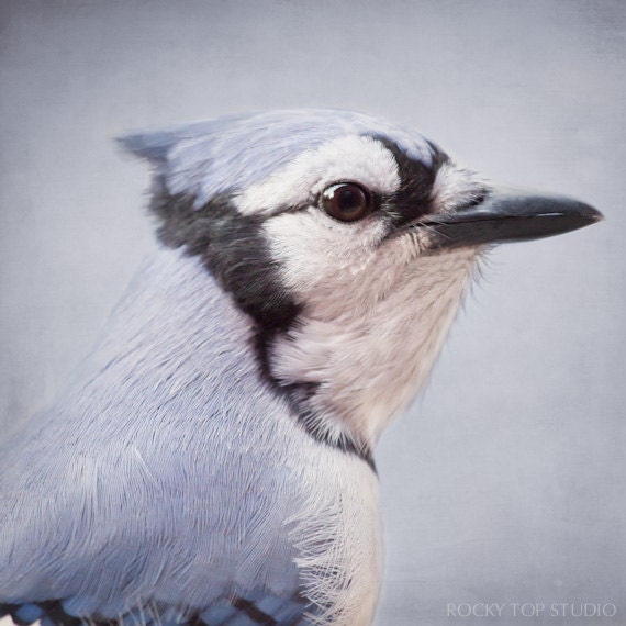 Blue Jay Bird Photograph, Animal Photography, Woodland Creature Art Print, Bird Print, Animal Art Print, Animal Wall Art, Bird Wall Decor