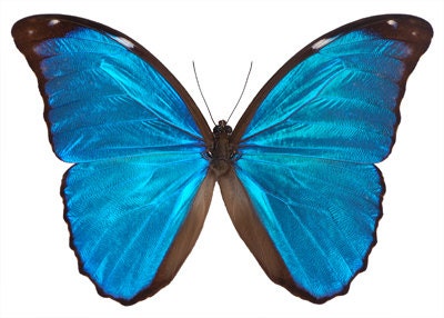 Real Blue Morpho Butterfly, Morpho menelaus, Spread Ready to Mount