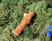 RARE Sedona Fulgurite - Lightning struck Sedona Arizona sand, Manifesting, Opening Chakras to Divine Energy, Intuition, Meditation