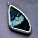 Real Butterfly Wing Necklace Panacea prola