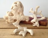 Coral Decor - Beach Chic - Coral Chunks - Fragments - Specimen