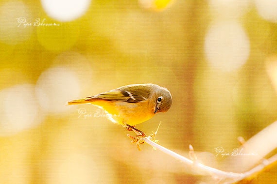 bird photography,nature photo,warbler,gold,yellow,bird lover gift,home decor,wall decor,cottage chic decor
