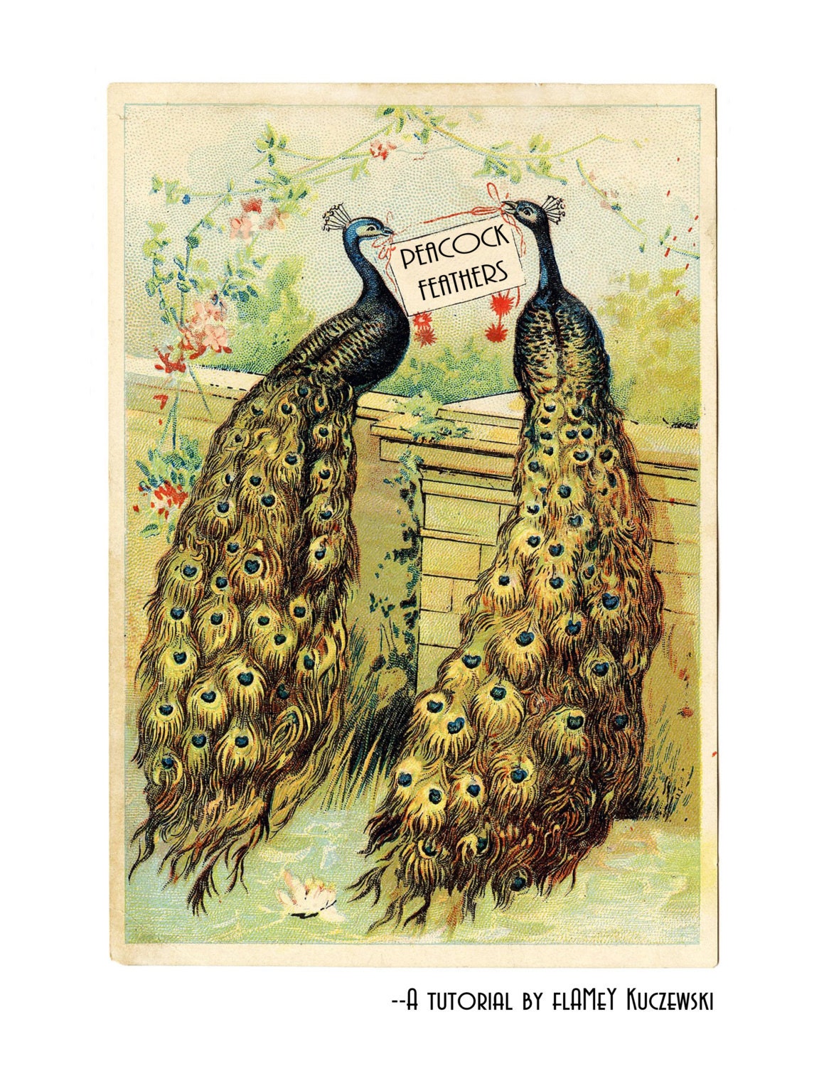 Peacock Tutorial Immediate Download
