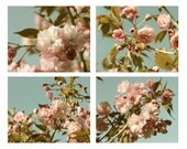 Flower Photo Set, Nature photography, Cherry Blossom Art, Cherry Blossom Photos, Tree Art, Nature Art - The Blushing Day