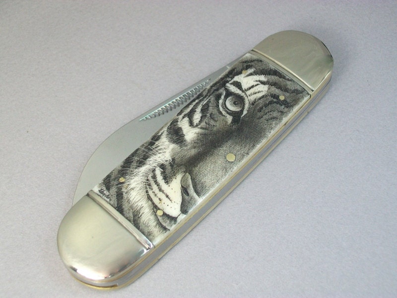 Custom Made Scrimshaw Pocket Knife, with partial face bengal tiger