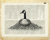 Goose - Canada Goose in black print -  on page from vintage dictionary - NEW