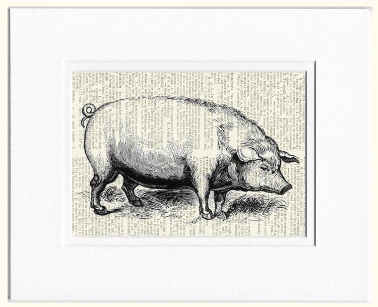 pig - vintage pig artwork printed on old page from dictionary