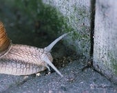 Slow Life - 4x6 inches Fine Art Photograph - Original Signed Photo Print - a snail in closeup - nursery wall art
